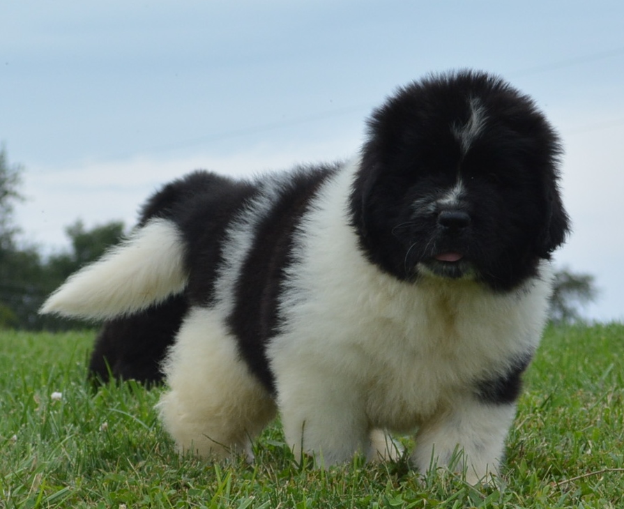 landseer newfoundland dog for sale