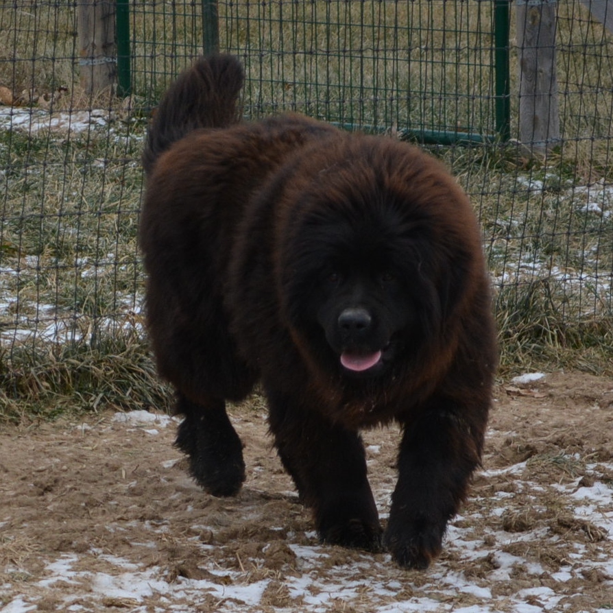 Lesser best sale newfoundland dog