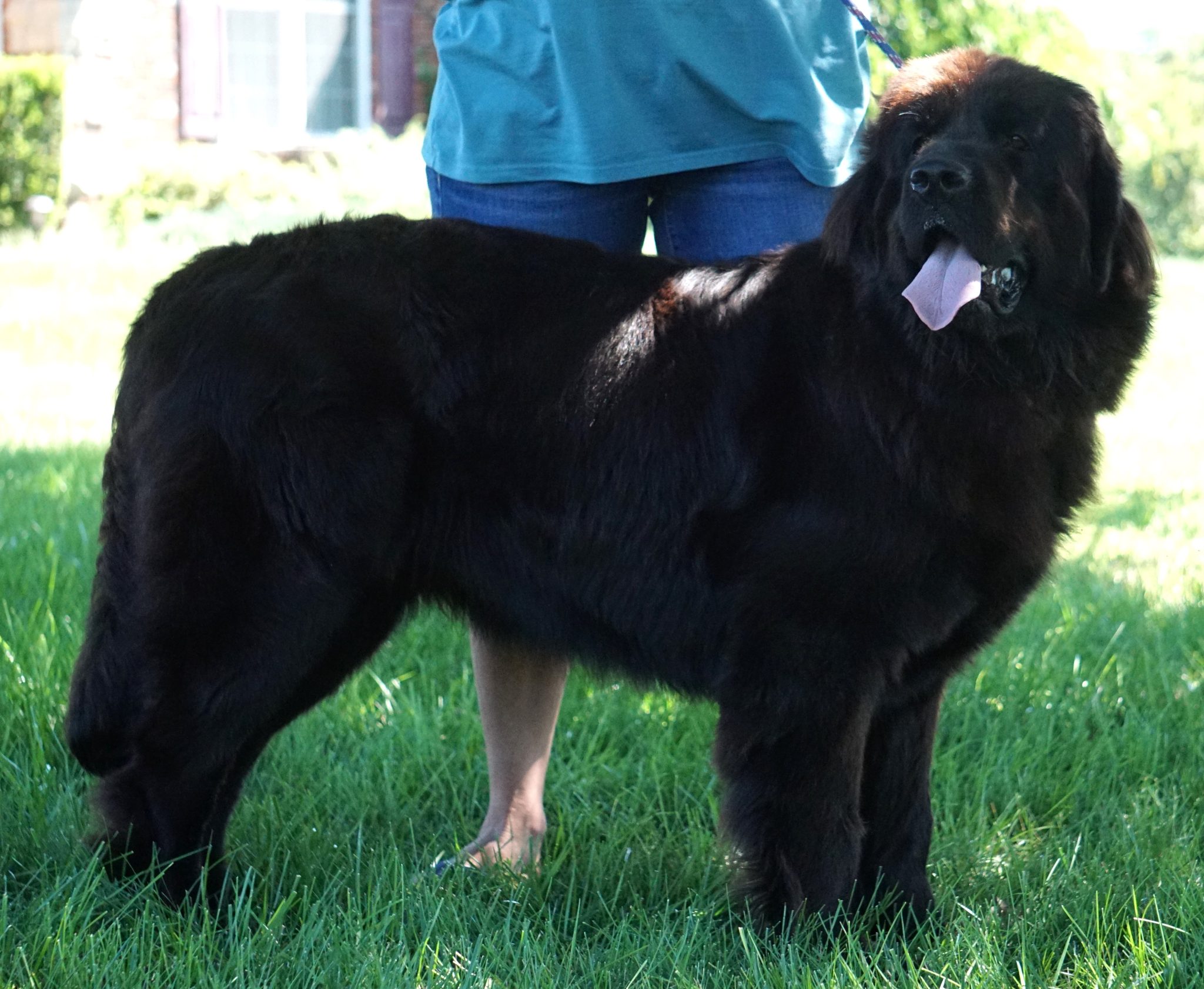 Newfoundland Dams/Sires Harvest Acres